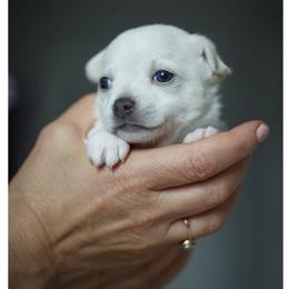 Chihuahua Puppies from ,, Vajda” chihuahua club
