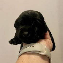 Boy 4 - Black Labrador Retriever puppy in Hutto, Texas from Texas Bluebonnet Labs
