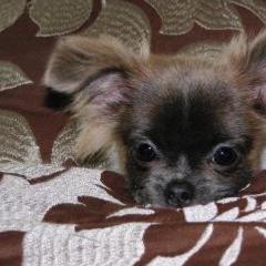 Mi-Kis from Pat N Ricks Mi-Kis