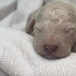 Cruller - Cream male Poodle puppy in Grovetown, Georgia from PND Kennel