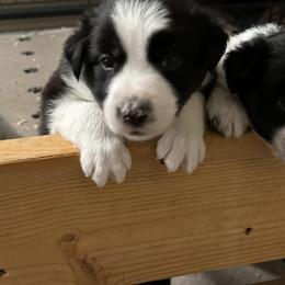 Border Collie Puppies from Roaring River Border Collies