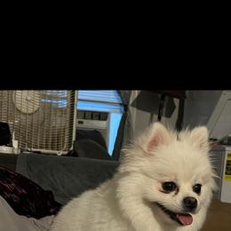 Coconut - White female Pomeranian puppy in Rhode Island from Heartfelt Kennels