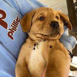 Labrador Retriever Puppies from Triple Threat Labradors