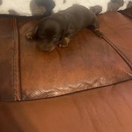 Dachshund Puppies from Capital City Dachshunds