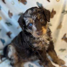 Rambo - Brown merle male Aussiedoodle puppy in Liberty, Texas from Poodles and Doodles Most Excellent Adventures