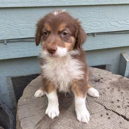 Zorro - Red tri-color male Australian Shepherd puppy in Grants Pass, Oregon from Carmel Mountain Aussies
