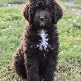 Bernedoodles and Poodles from Ohio Doodles N Poodles