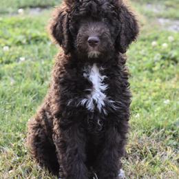 Bernedoodles and Poodles from Ohio Doodles N Poodles