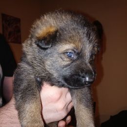German Shepherd Puppies from Rammstein Kennels