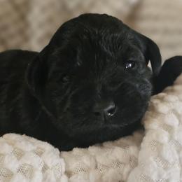 SOLID BLACK - AKC MINIATURE SCHNAUZER PUPPY - Black female Miniature Schnauzer puppy in Cassatt, South Carolina from B & E Farms