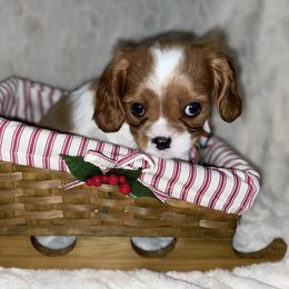 Cavalier King Charles Spaniel Puppies from Cassie’s Cavaliers