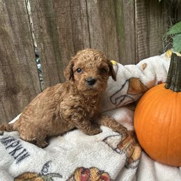Ohana - Apricot female Goldendoodle puppy in Atlantic Beach, Florida from Glamorous Golden Doodles