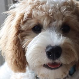 Cavalier King Charles Spaniels, Cavapoos, and Poodles from Golden Hour Cavapoos