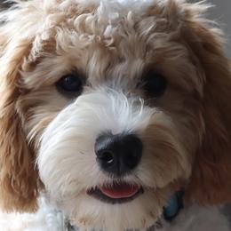 Cavalier King Charles Spaniels, Cavapoos, and Poodles from Golden Hour Cavapoos