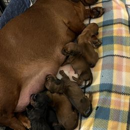 Chihuahuas and Dachshunds from Passport