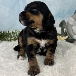Seestern - Starfish - Phantom female Poodle puppy in Middlebourne, West Virginia from El Silencio Standard Poodles