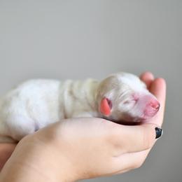 Scone - Piebald male Dachshund puppy in Youngstown, Florida from Paradox Dachshunds