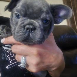 Bart Simpsons - Blue male French Bulldog puppy in Avondale, Arizona from Montes House of  Frenchies