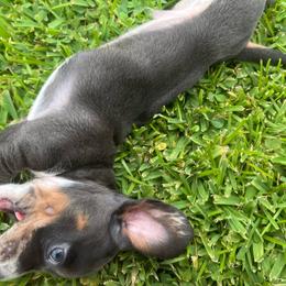 Rick - Dapple male Dachshund puppy in Estelle, Louisiana from NOLA Dachshunds