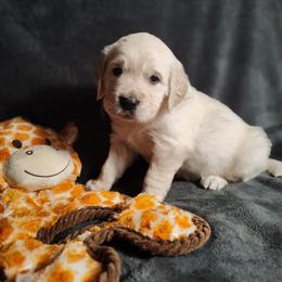 Amy - Light golden female Golden Retriever puppy in Seymour, Missouri from High Road Golden Retrievers