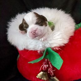 Lhasa Apso Puppies from Robin's Lhasa Apsos