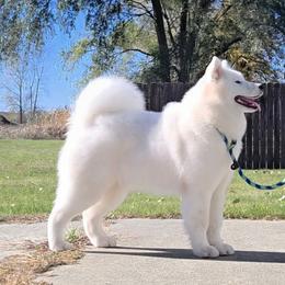 Alec - White and biscuit female Samoyed puppy in Elwell, Michigan from Limelight Samoyeds