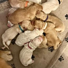 White collar - Dark golden male Golden Retriever puppy in Indianapolis, Indiana from ZuGolden Retrievers & Doodles