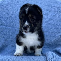 Albert - Black and tan male American Corgi puppy in Washington, Arkansas from Foxy Knoll Farm