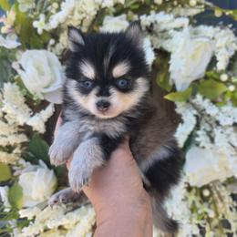 Gorgeous Grey Mini Pomsky QUALITY - Gray and white female Pomsky puppy in Austin, Colorado from Colorado Mini Dachshunds & Mini Pomskies