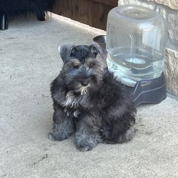Miniature Schnauzer Puppies from Sugarbaby Kennel