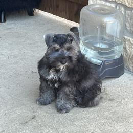 Miniature Schnauzer Puppies from Sugarbaby Kennel
