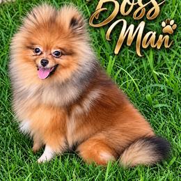 Boss - Red sable male Pomeranian puppy in Orange Grove, Texas from Davis Poms