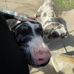 Great Dane All Grown Up from A Rowe of Danes