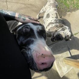 Great Dane All Grown Up from A Rowe of Danes