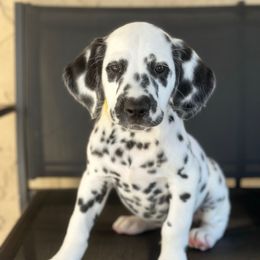 Yellow collar - White and black male Dalmatian puppy in Sacramento, California from Dream Dalmatians