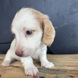 Olaf - Cream male Dachshund puppy in Copperas Cove, Texas from Creme de la Creme Dachshunds