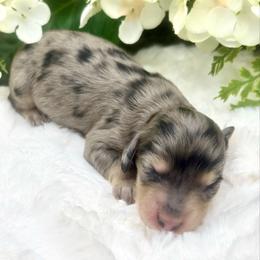 Atticus - Dapple male Dachshund puppy in Exeter, California from Sawtooth Miniature Dachshunds