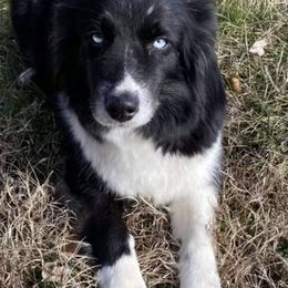 Aussiedoodles from American Doodles