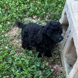 Black girl - Black female Poodle puppy in Rockvale, Tennessee from Cosmic Chinese Cresteds & Wind-Echo Poodles