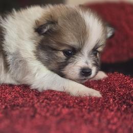 Brick - Red parti male Pomeranian puppy in Plainfield, Indiana from Abby's Pampered Pooches