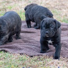 Cane Corso from 5-0 Cane Corso