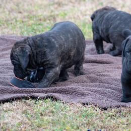 Cane Corso from 5-0 Cane Corso