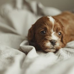 Cocoa butter - Red Cavapoo puppy in Moses Lake, Washington from The Cav Family