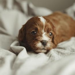 Cocoa butter - Red Cavapoo puppy in Moses Lake, Washington from The Cav Family