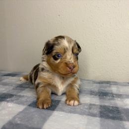 Lilo - Red merle female Miniature Australian Shepherd puppy in Brenham, Texas from Stone N Rose Kennels