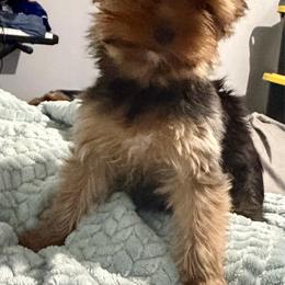 Herseys - Yorkshire Terrier