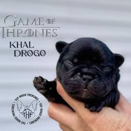 Got - Black and tan male French Bulldog puppy in Salem, Oregon from Toy House Frenchies