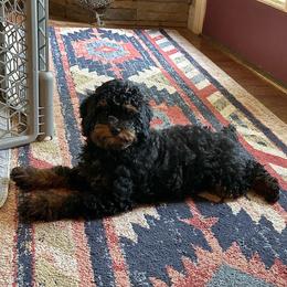 Phoebe - Phantom female Poodle puppy in Cabool, Missouri from Rafter B Farms