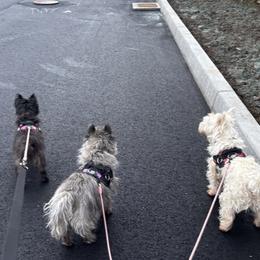 Cairn Terriers from Debra Soutar