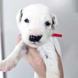 Red - White and black male Dalmatian puppy in Gray, Georgia from Fuller Spots